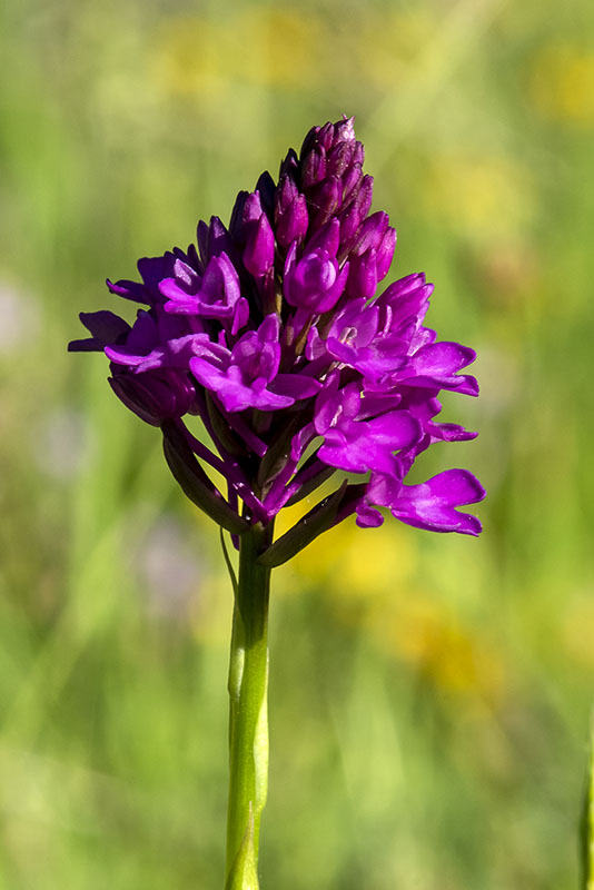 Orchidea piramidale - Anacamptis pyramidalis